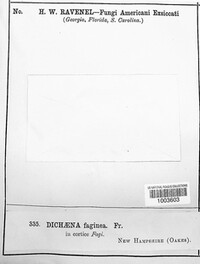 Ascodichaena rugosa image